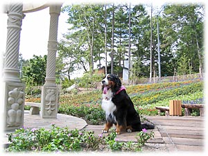 お花がいっぱいだよ〜。