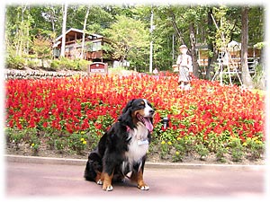 サルビアの花、満開!