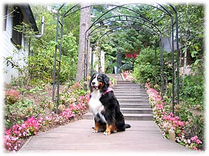 ちょっとバテ気味のばーにー!