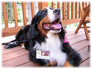 パラソルの下は涼しいよ!