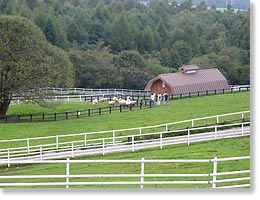 見下ろすと羊さんの群れだよ。