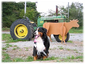 牛さんとトラクターがいいね。