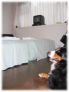 �ꏏ�ɐQ����̂������ˁB