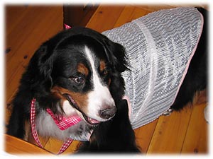 �����q�ɏo������