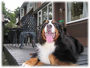 ���������C�����ς��̂΁[�Ɂ[