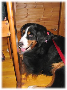 ���������т��������������ł��B