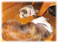 ���F�B�������݂����ł��B