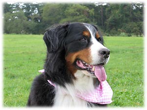 �R�͑�D������I