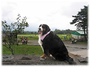 �w�Ȃ�Ă�����񂱂ł����`�H�x