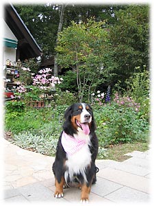 ���ꂢ�Ȃ��낾��I