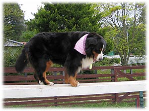 どうしようっかな。。。