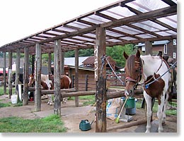 お馬さんがいっぱい!