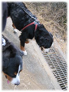 �R�R�����Ƃ��U��