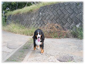 ���C�����ς��I���̂��U���B