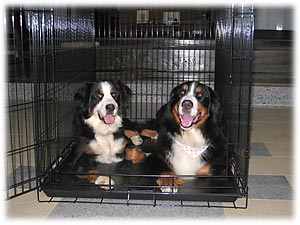 �A�����J���̑傫�Ȃ��Ƃ���I