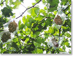 ぶどう園にて。