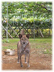 看板犬の女の子