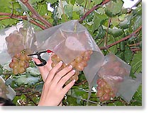 お気に入りをカット!