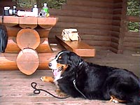 �R�����Ń����`�^�C��