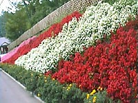 色とりどりでとってもきれい!