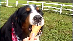 うれしい、ばーにー