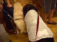 『こんばんわん!よろしく〜!』