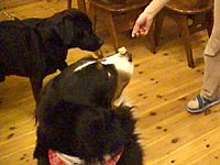 この芸はなぁに?