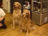 陸&ももちゃん登場!