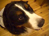 ご機嫌だよ〜。