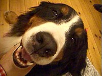 よかったね。ばーにー!