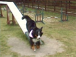 �X�e�b�v�I