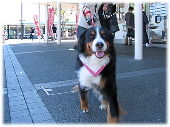 �u�������V�C�ɂȂ�����I�v