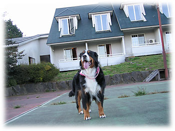 �e�j�X�R�[�g�̃h�b�O��������B