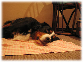 �u���₷�݂ł��`�B�ނɂ�ނɂ�B�ӂ��`��I�v