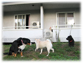 ���������o��Ƃ��F�B�������ς��I