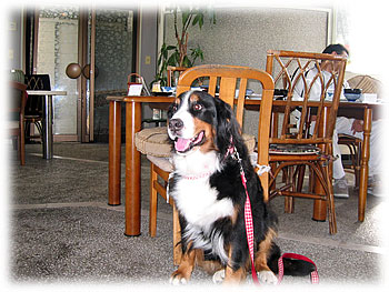 �ق̂ڂ̂Ƃ������ł��B