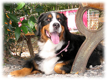 �u�x���`���������񂠂��B�v