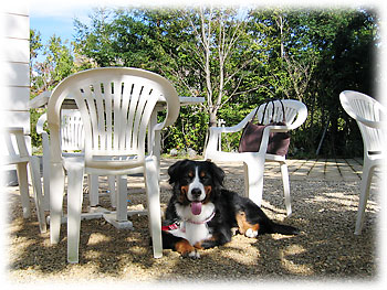 �J�t�F�e���X�̖؉A�ł��낮�A�΁[�Ɂ[�B