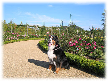 �o���������ς��̉��������U��������B