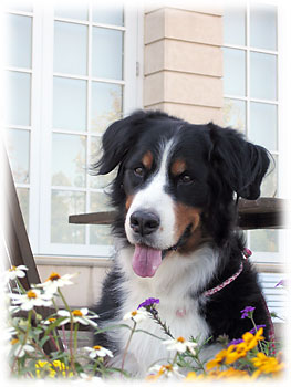 �H�̂��Ԃ������ς��ł��B