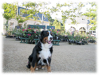 �F�Ƃ�ǂ�̃o���������ς������B