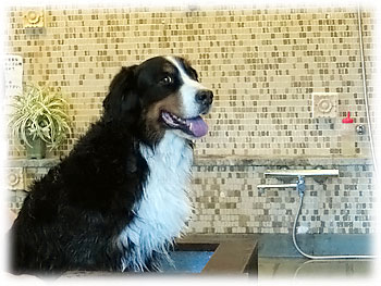 �u�o�X�^�u�ɂ������Ă݂܂����B�v