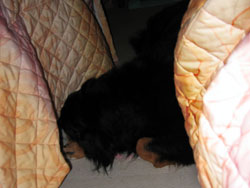 �u�悭�Q��A�΁[�Ɂ[�B�v