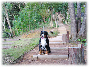 �u�܂��܂��K�i��������B�v