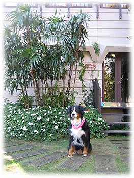 �u�h�b�O�X�p�̓��������B�v