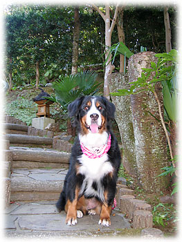 ������ƍ�ƊK�i��������E�E�E�B