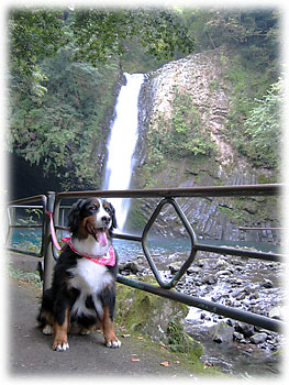 �����Ԃ��������肻���Ȕ��͂���B