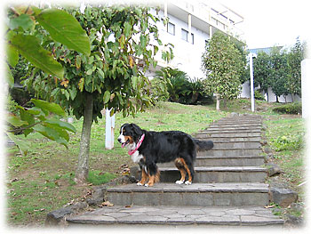 ��߂��ģ�Ƃ����A�h�b�O�����E�E�E�B�v