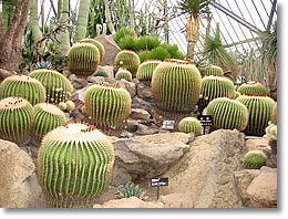 �����ɂ͑傫�ȃV���{�e���������ς��I