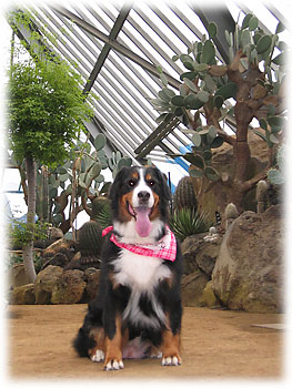 �u�����Ȏ�ނ̃V���{�e��������񂾂ˁB�v